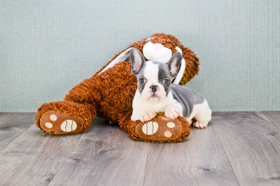 French Bulldog Pup Being Cute