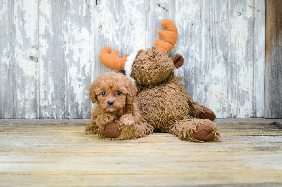 Petite Cavapoo Poodle Mix Pup