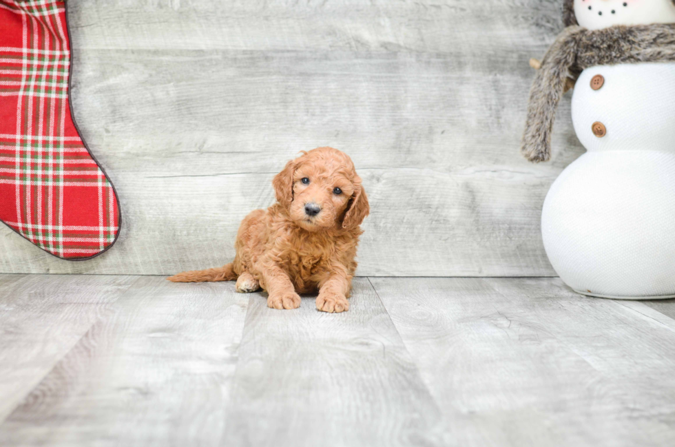 Mini Goldendoodle Puppy for Adoption