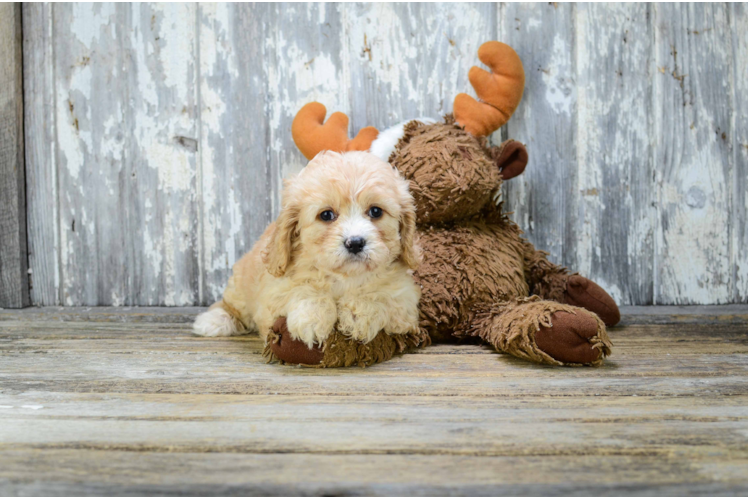 Cavachon Pup Being Cute