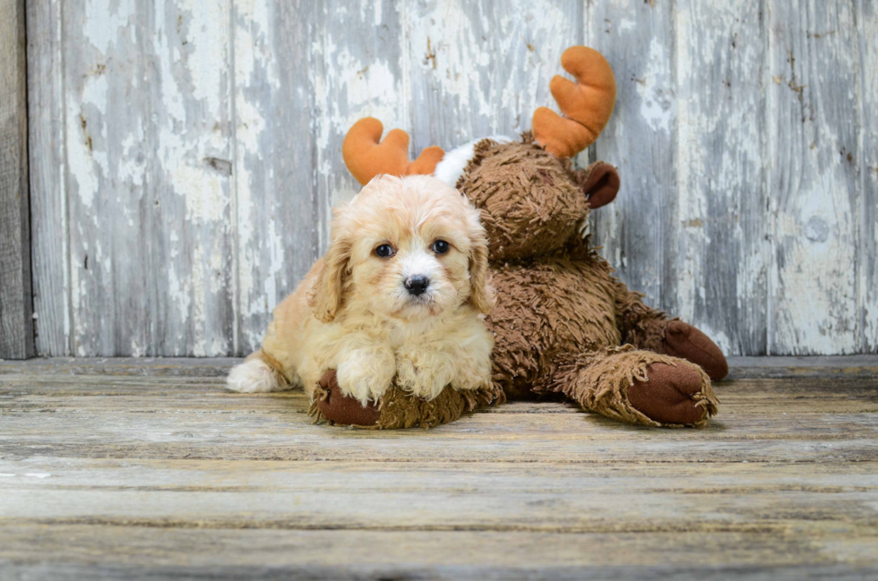 Cavachon Pup Being Cute