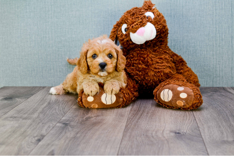 Cavapoo Pup Being Cute