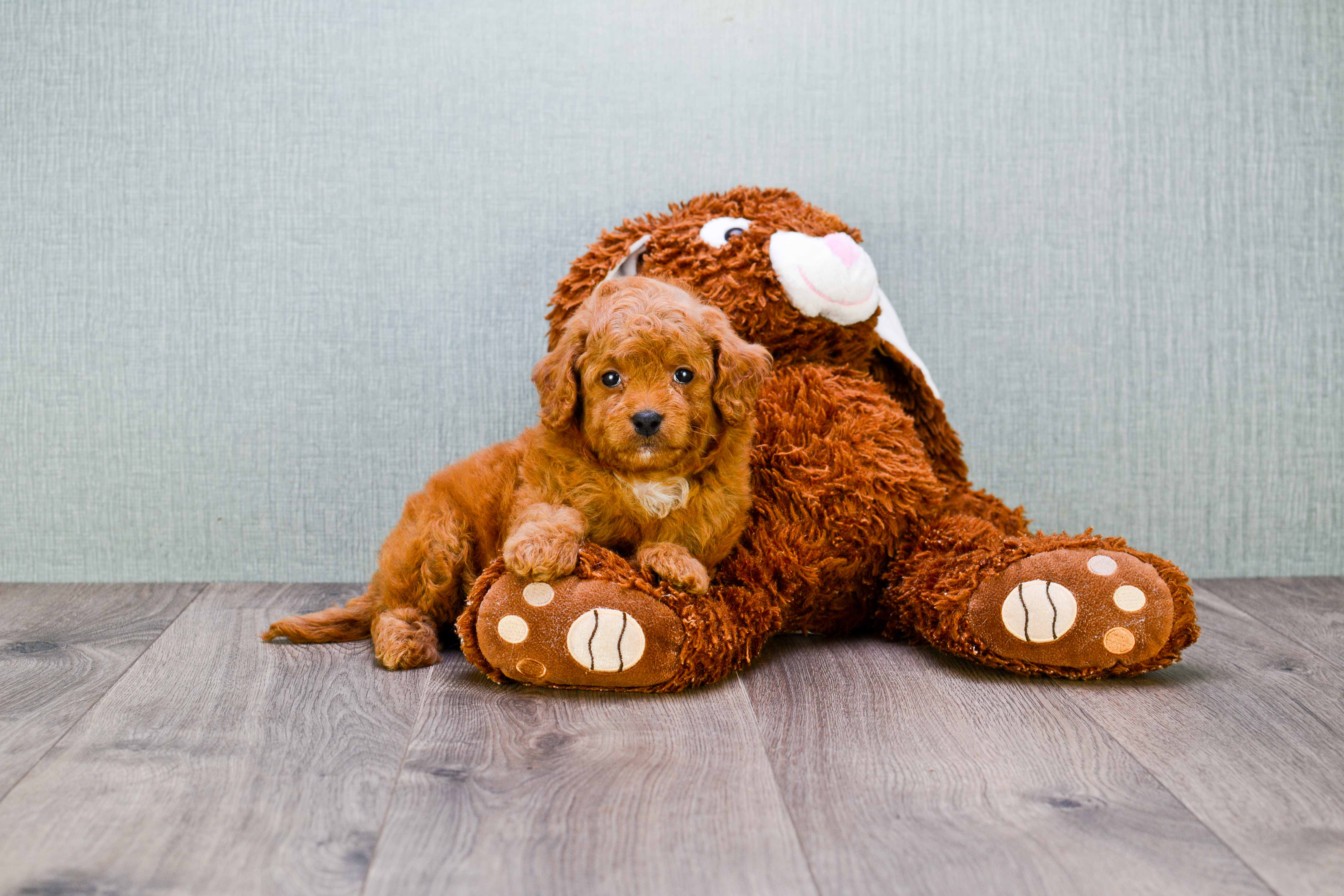 Mini Goldendoodle Pup Being Cute