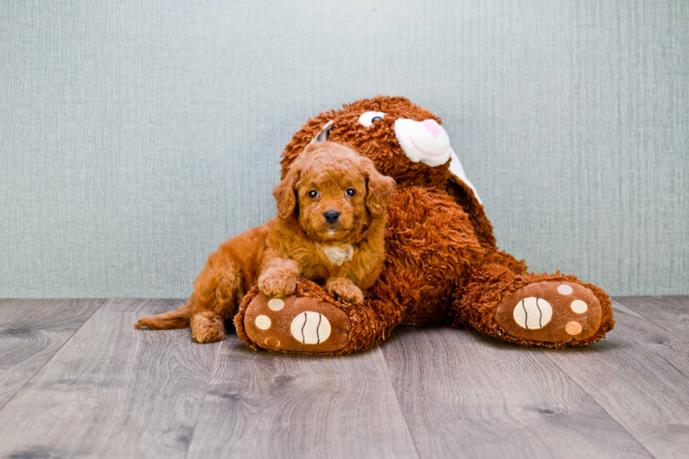 Mini Goldendoodle Pup Being Cute