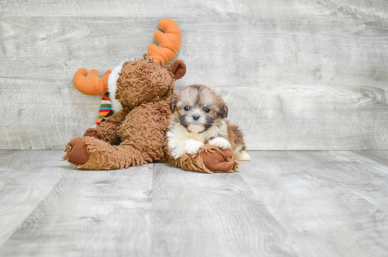 Sweet Teddy Bear Baby