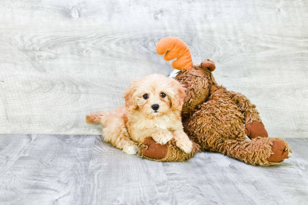 Little Cavoodle Poodle Mix Puppy