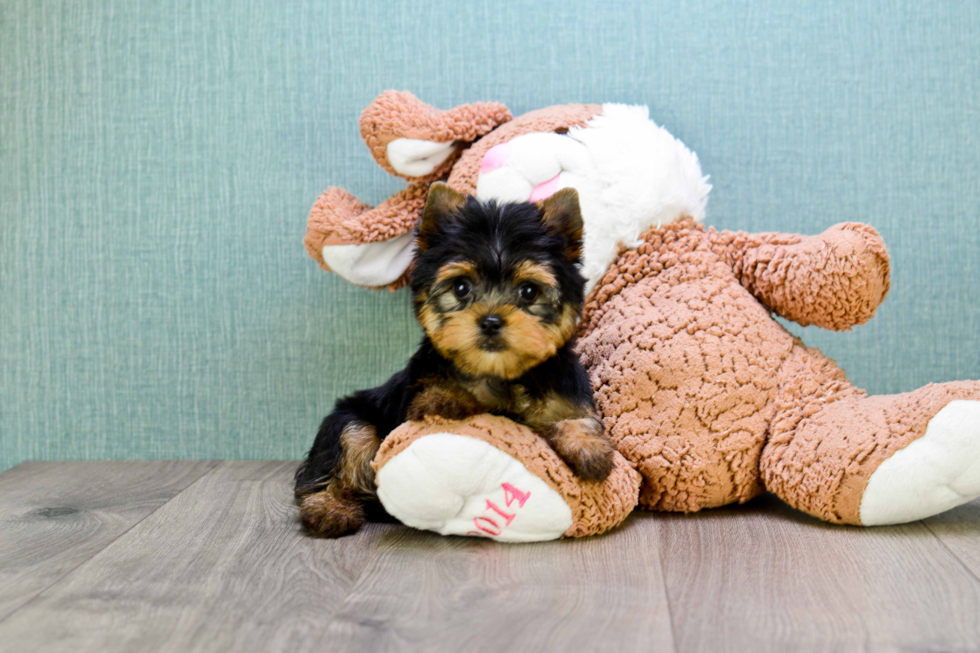 Meet Rascal - our Yorkshire Terrier Puppy Photo 