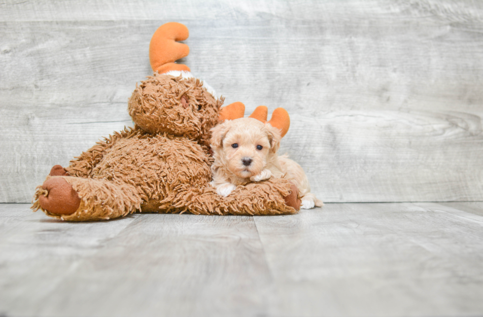 Energetic Havanese Purebred Puppy