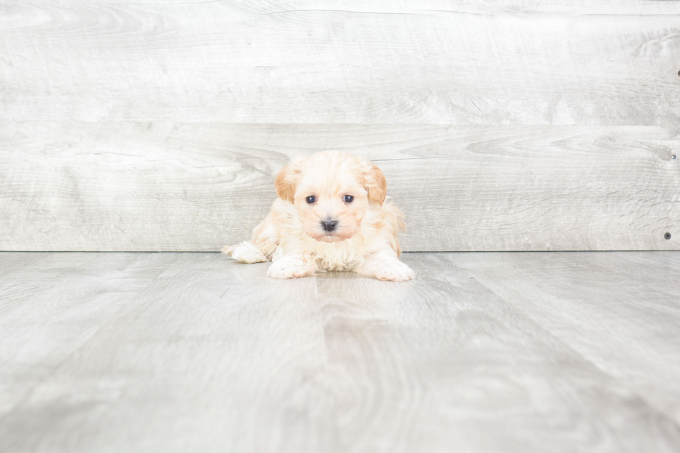 Maltipoo Pup Being Cute