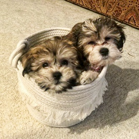 Adorable Havanese Designer Pup