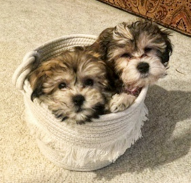 Havashon Puppies For Sale - Premier Pups