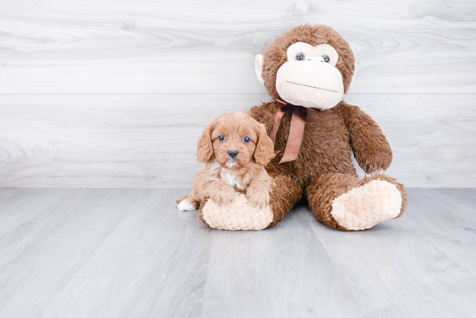 Friendly Cavapoo Baby