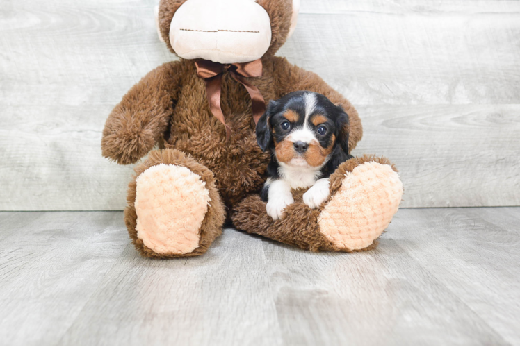 Best Cavalier King Charles Spaniel Baby