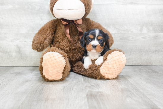 Best Cavalier King Charles Spaniel Baby