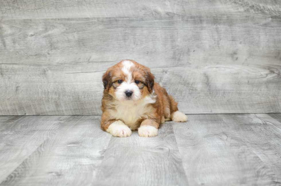 Smart Mini Bernedoodle Poodle Mix Pup