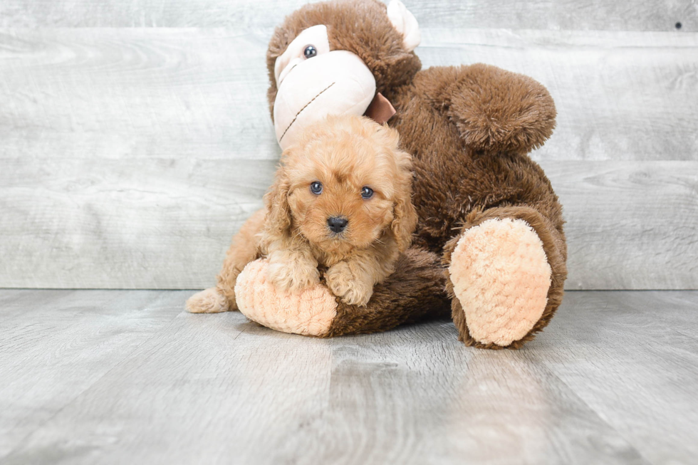 Cute Cavapoo Baby