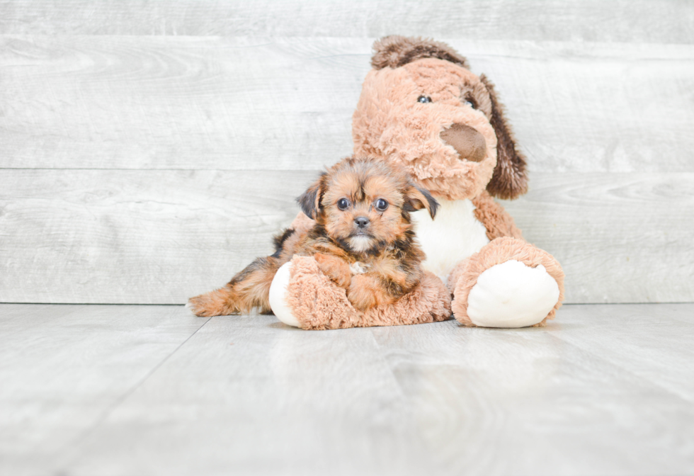 Friendly Shorkie Baby