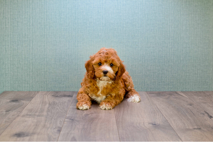 Smart Cavapoo Poodle Mix Pup