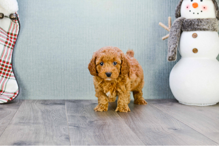 Happy Mini Goldendoodle Baby