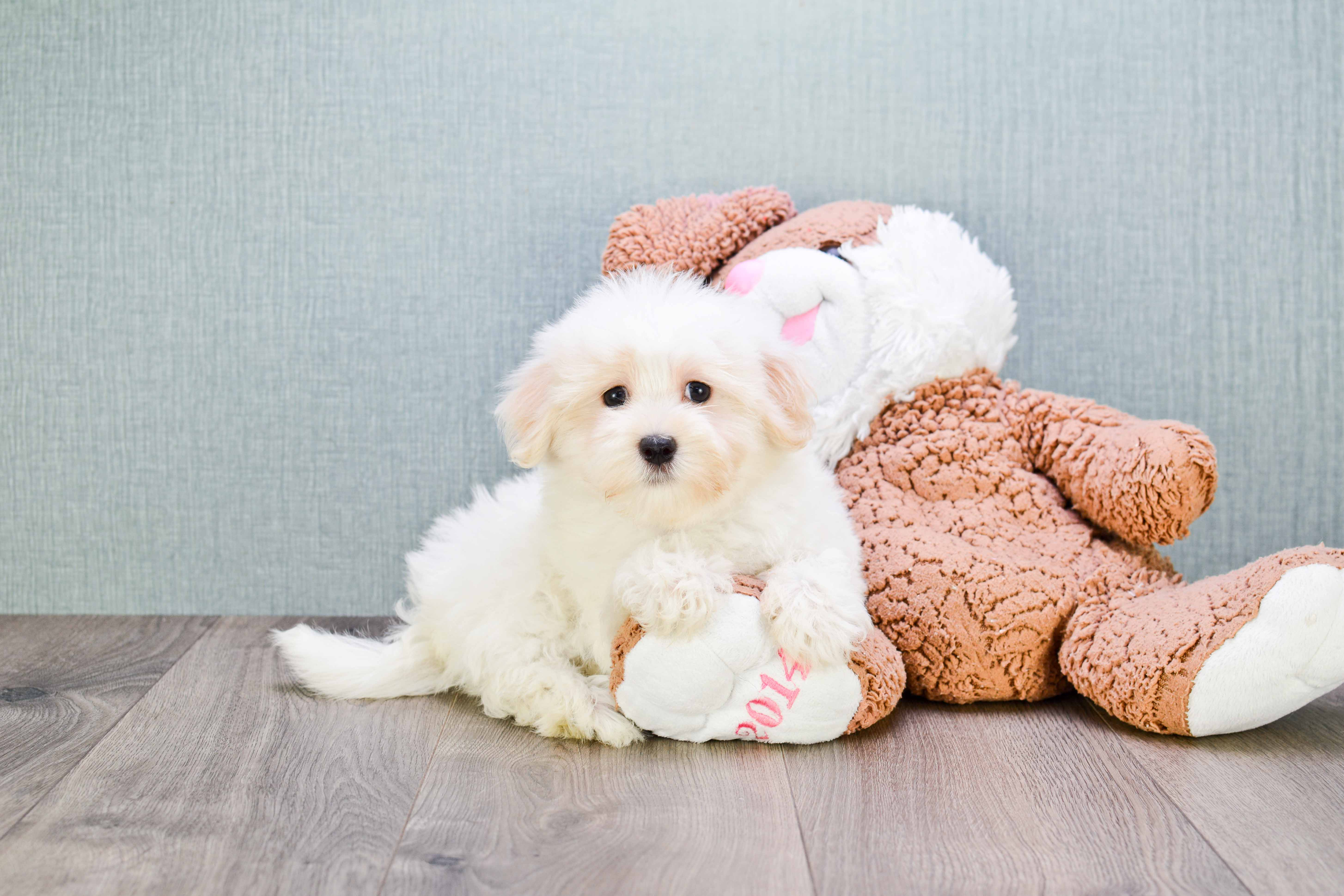 Funny Havanese Purebred Pup