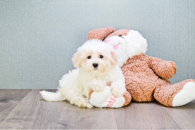 Funny Havanese Purebred Pup