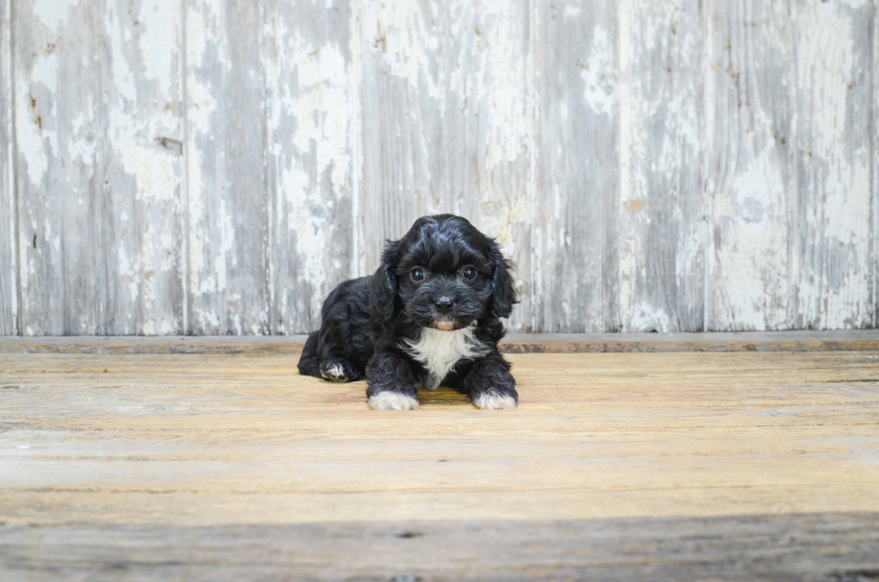 Sweet Cavapoo Baby