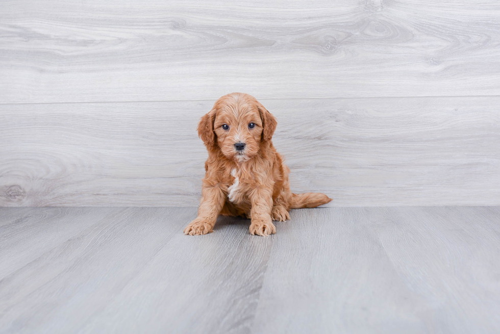 Fluffy Mini Goldendoodle Poodle Mix Pup