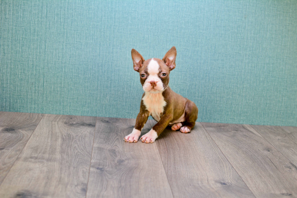 Best Boston Terrier Baby