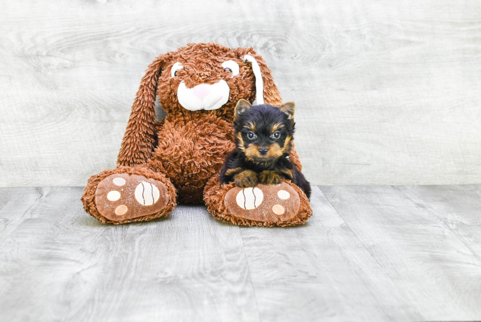 Meet Tinkerbell - our Yorkshire Terrier Puppy Photo 