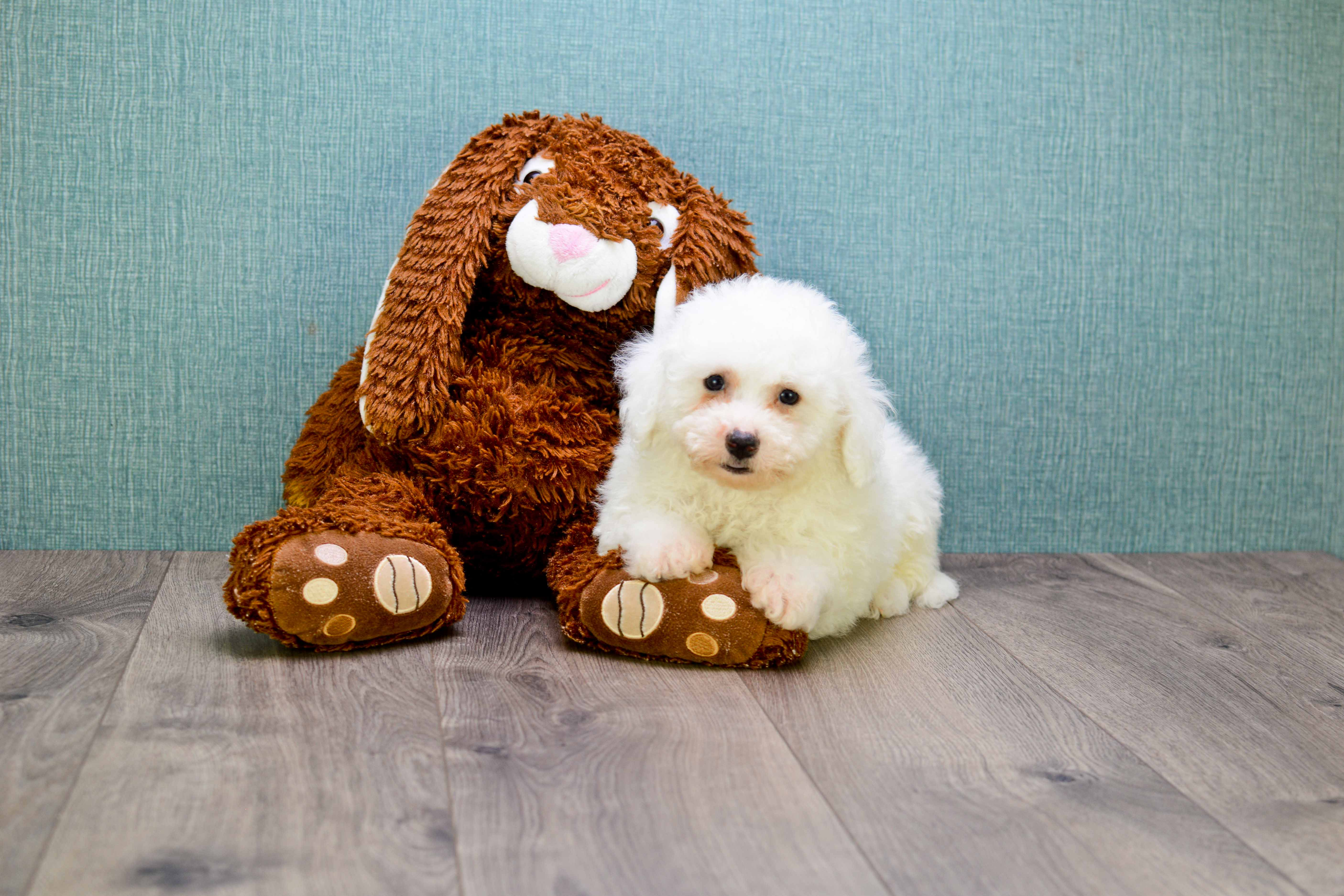 Smart Bichon Frise Purebred Puppy