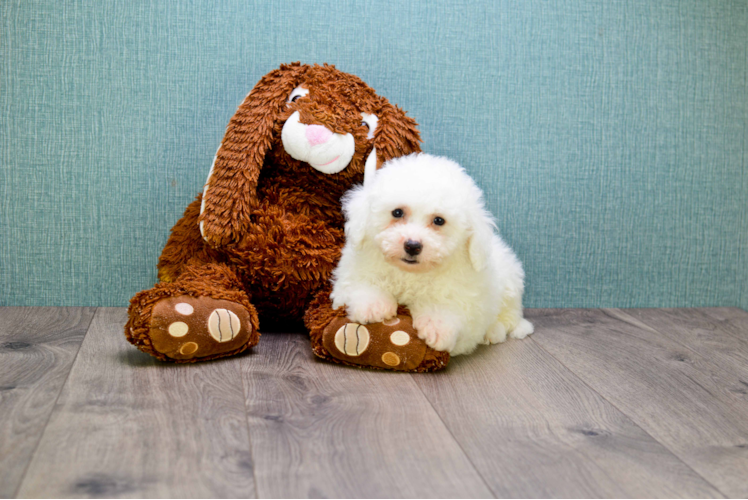 Smart Bichon Frise Purebred Puppy