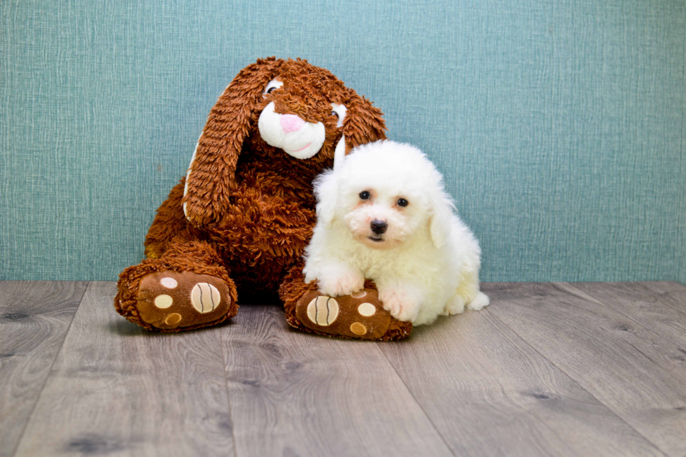 Smart Bichon Frise Purebred Puppy