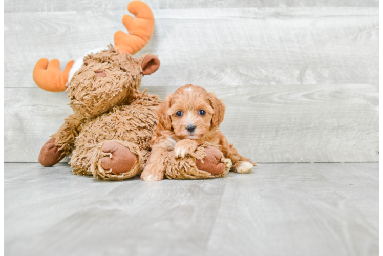 Best Cavapoo Baby