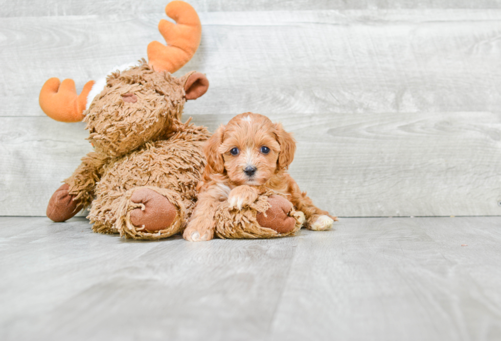 Best Cavapoo Baby