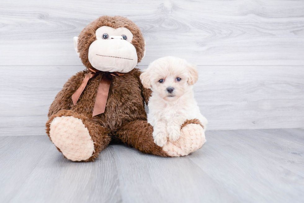 Best Maltipoo Baby