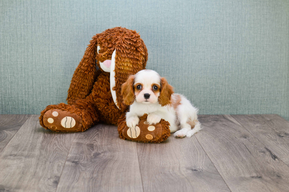 Cavalier King Charles Spaniel Puppy for Adoption