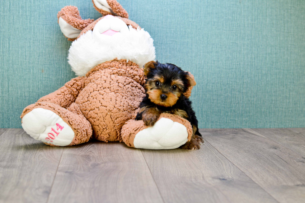 Meet Twinkle - our Yorkshire Terrier Puppy Photo 