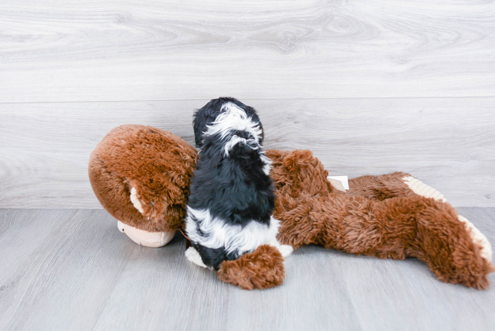 Funny Cavalier King Charles Spaniel Baby