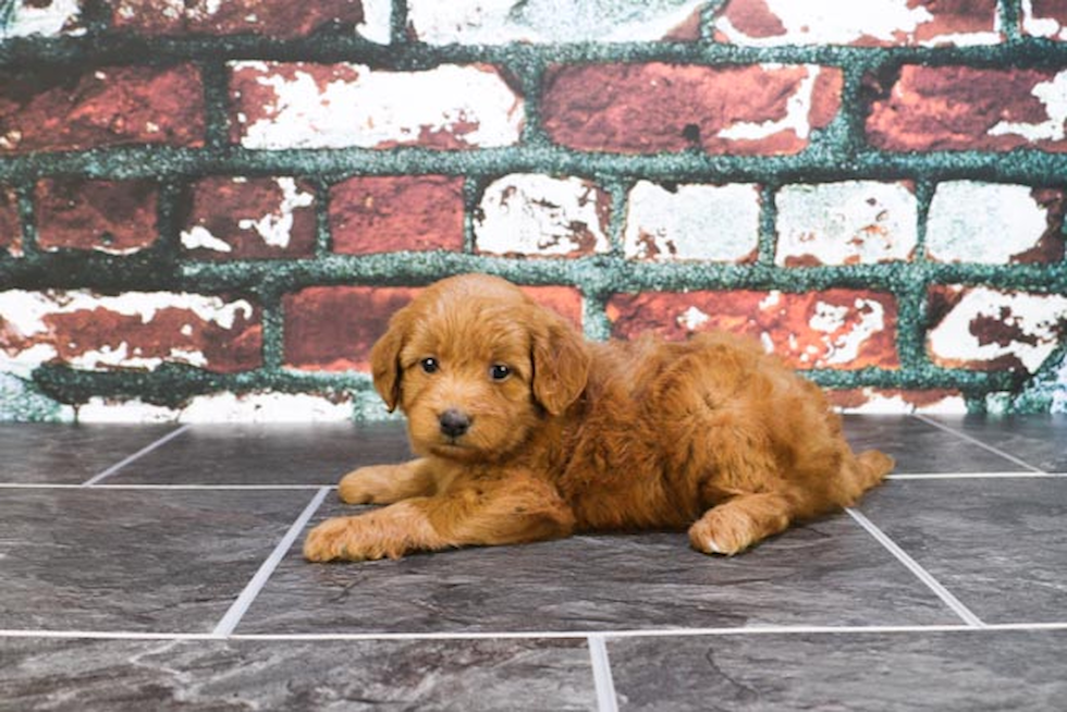 Little Golden Retriever Poodle Mix Puppy