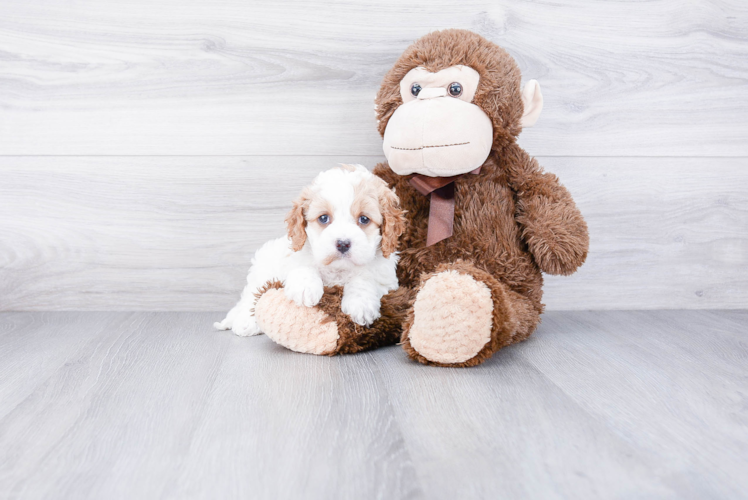 Happy Cavapoo Baby