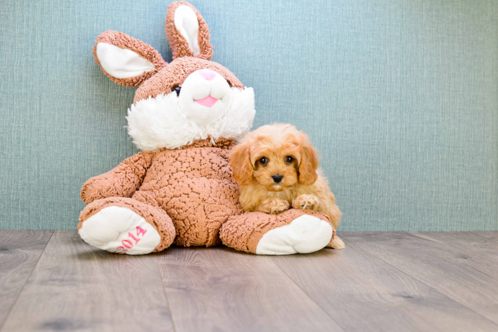 Sweet Cavapoo Baby