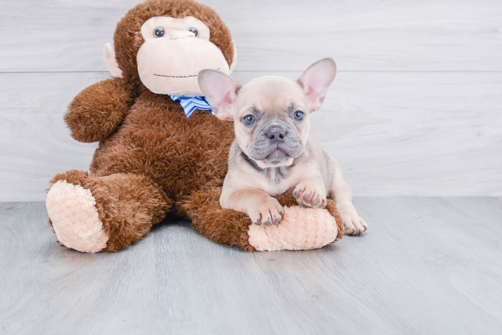 Adorable Frenchie Purebred Puppy