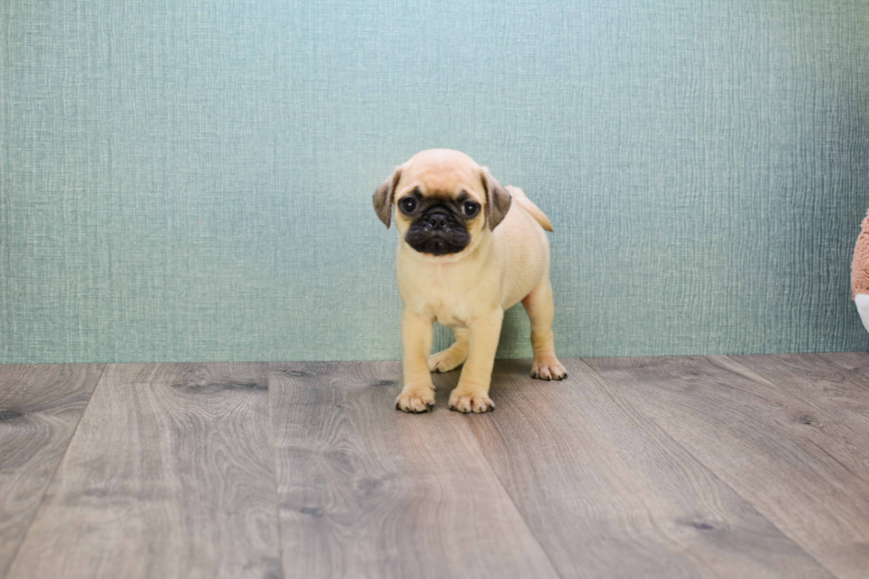 Pug Puppy for Adoption