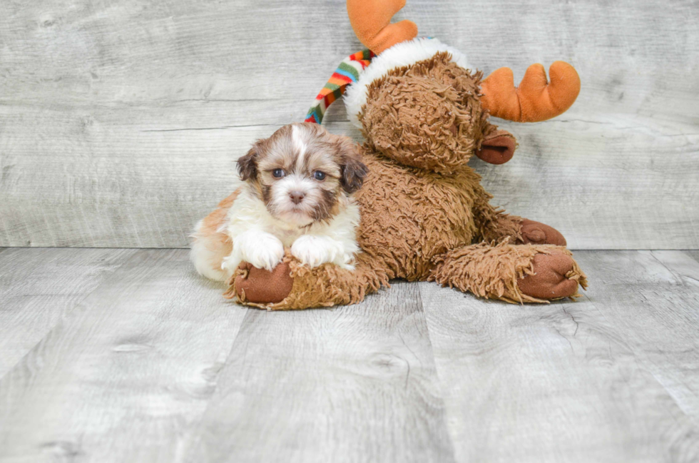 Hypoallergenic Shichon Designer Puppy