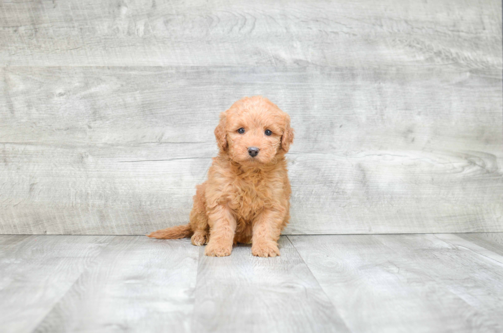 Mini Goldendoodle Puppy for Adoption