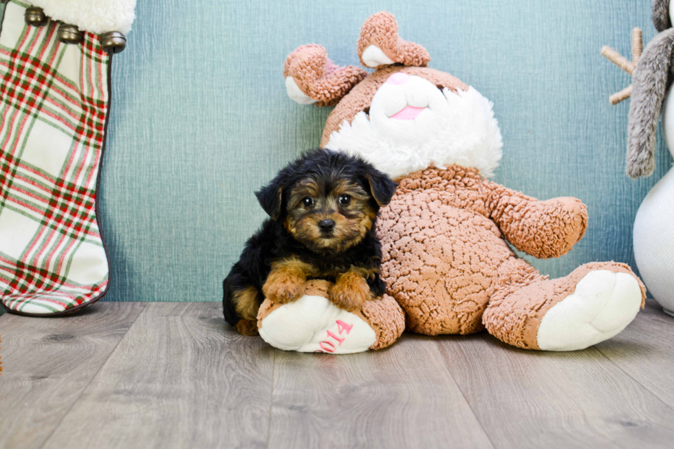 Yorkie Poo Puppy for Adoption