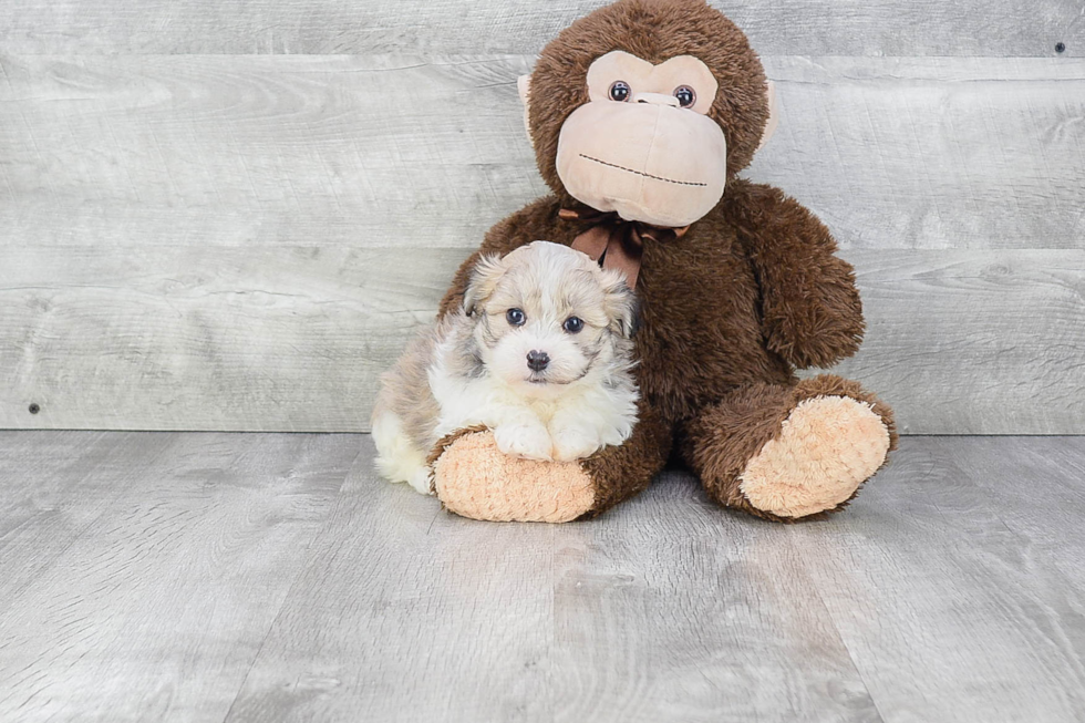 Hypoallergenic Havanese Baby