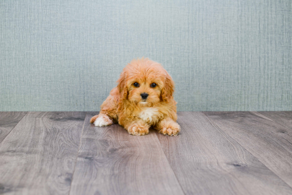 Adorable Cavoodle Poodle Mix Puppy