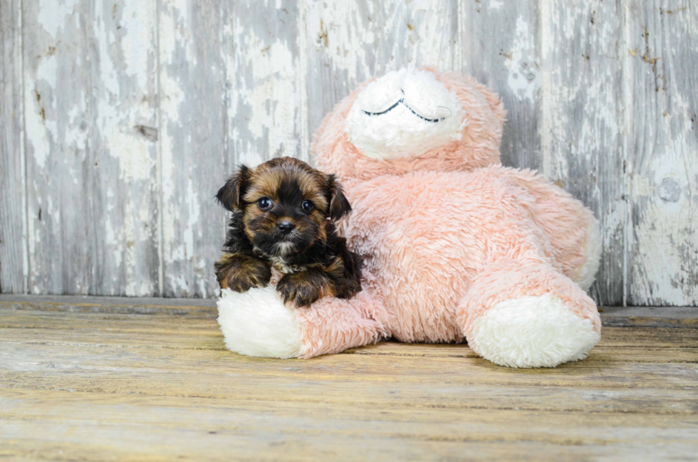 Petite Shorkie Designer Pup