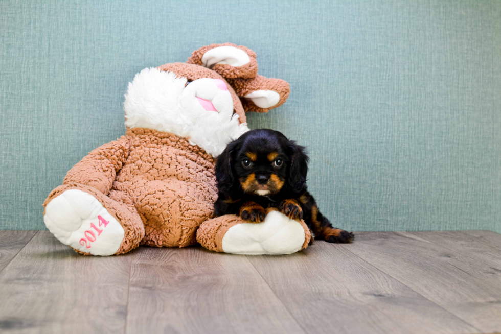 Cavalier King Charles Spaniel Pup Being Cute